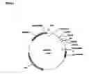 Fig. 02 - Kinase sequences useful for developing compounds for the prevention and/or treatment of metabolic diseases and nucleotide sequences encoding such kinase sequences
