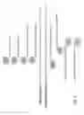 Fig. 02 - Method of detecting pancreatic islet amyloid protein mutant gene and nucleic acid probe and kit therefor