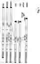 Fig. 02 - Negative strand RNA virus replicon