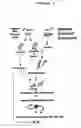 Fig. 02 - Species-specific primer sets and identification of species-specific DNA sequences using genome fragment enrichment