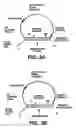 Fig. 06 - Direct multiplex characterization of genomic DNA