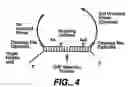 Fig. 08 - Direct multiplex characterization of genomic DNA