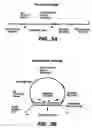 Fig. 09 - Direct multiplex characterization of genomic DNA