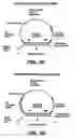 Fig. 10 - Direct multiplex characterization of genomic DNA