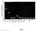 Fig. 23 - Biological control of nanoparticle nucleation, shape and crystal phase