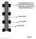 Fig. 30 - Biological control of nanoparticle nucleation, shape and crystal phase
