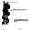 Fig. 32 - Biological control of nanoparticle nucleation, shape and crystal phase