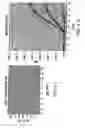 Fig. 07 - Enhancement of nucleic acid amplification using double-stranded DNA binding proteins