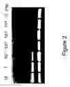 Fig. 03 - Determination and potential control of pathogenic bacteria or bacterial strains