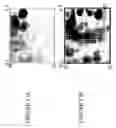 Fig. 23 - Focused microarray and methods of diagnosing chemotherapeutic drug resistance in a cancer cell