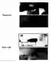 Fig. 59 - Focused microarray and methods of diagnosing chemotherapeutic drug resistance in a cancer cell