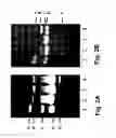 Fig. 03 - Probes and methods for identifying polycyclic aromatic hydrocarbon-degrading mycobacteria