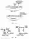 Fig. 02 - Selection of peptides with antibody-like properties