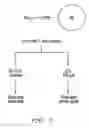Fig. 04 - Selection of peptides with antibody-like properties