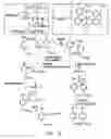 Fig. 07 - Selection of peptides with antibody-like properties