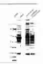Fig. 02 - Combinatorial library for proteomic investigations