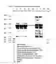 Fig. 04 - Combinatorial library for proteomic investigations