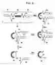 Fig. 06 - Methods of screening cyclic peptides and identifying targets therefor