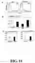 Fig. 17 - Methods and compositions related to joint inflammation diseases