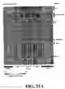 Fig. 22 - Methods and compositions related to joint inflammation diseases