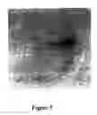 Fig. 06 - Antibodies for identification of murine fragilis extracellular domain and methods for identifying pluripotent cells