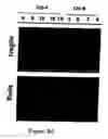 Fig. 09 - Antibodies for identification of murine fragilis extracellular domain and methods for identifying pluripotent cells