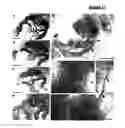 Fig. 14 - Antibodies for identification of murine fragilis extracellular domain and methods for identifying pluripotent cells