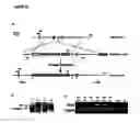 Fig. 19 - Antibodies for identification of murine fragilis extracellular domain and methods for identifying pluripotent cells
