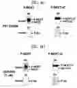 Fig. 07 - Method for analyzing cell free notch cleavage and method for drug screening