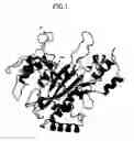 Fig. 02 - Polynucleotide encoding a mutant transglutaminase