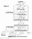 Fig. 02 - Method of producing a low molecular weight organic compound in a cell