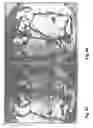 Fig. 06 - Mycobacteria compositions and methods of use in bioremediation