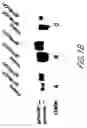 Fig. 03 - HIV vaccines based on Env of multiple clades of HIV
