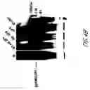 Fig. 08 - HIV vaccines based on Env of multiple clades of HIV