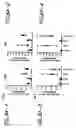 Fig. 19 - HIV vaccines based on Env of multiple clades of HIV