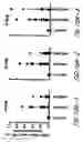 Fig. 23 - HIV vaccines based on Env of multiple clades of HIV