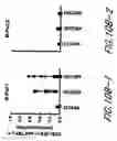 Fig. 24 - HIV vaccines based on Env of multiple clades of HIV