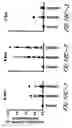 Fig. 25 - HIV vaccines based on Env of multiple clades of HIV