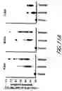 Fig. 26 - HIV vaccines based on Env of multiple clades of HIV