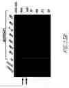 Fig. 31 - HIV vaccines based on Env of multiple clades of HIV