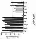 Fig. 41 - HIV vaccines based on Env of multiple clades of HIV