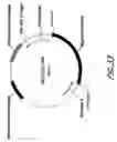 Fig. 57 - HIV vaccines based on Env of multiple clades of HIV