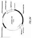 Fig. 58 - HIV vaccines based on Env of multiple clades of HIV