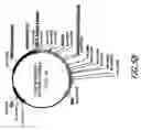 Fig. 82 - HIV vaccines based on Env of multiple clades of HIV