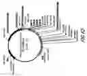 Fig. 86 - HIV vaccines based on Env of multiple clades of HIV