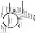 Fig. 88 - HIV vaccines based on Env of multiple clades of HIV