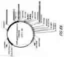 Fig. 93 - HIV vaccines based on Env of multiple clades of HIV
