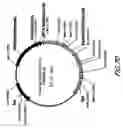 Fig. 94 - HIV vaccines based on Env of multiple clades of HIV