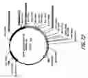 Fig. 96 - HIV vaccines based on Env of multiple clades of HIV