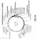 Fig. 98 - HIV vaccines based on Env of multiple clades of HIV